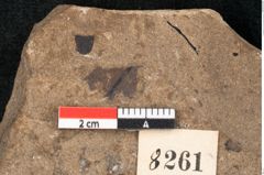 Foto (Detailansicht) von Pinus palaeostrobus Ettingshausen (NHMW-GEO-2024-0188-8261)